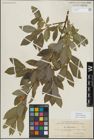 Foto von Salix myrsinifolia Salisb.